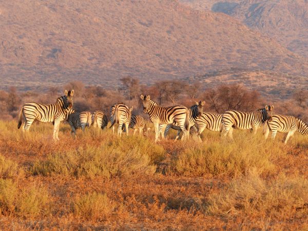 Zebra Cabs Raises $21.6 Million To Take On Uber And Taxify In South Africa